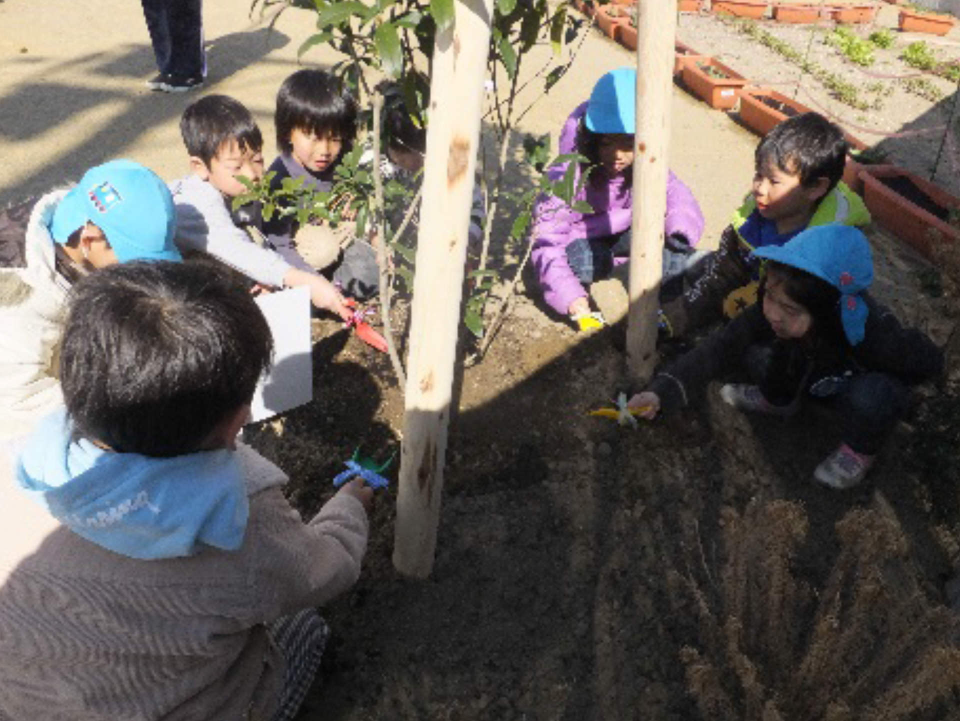 石巻ひがし保育園　卒園記念樹植樹